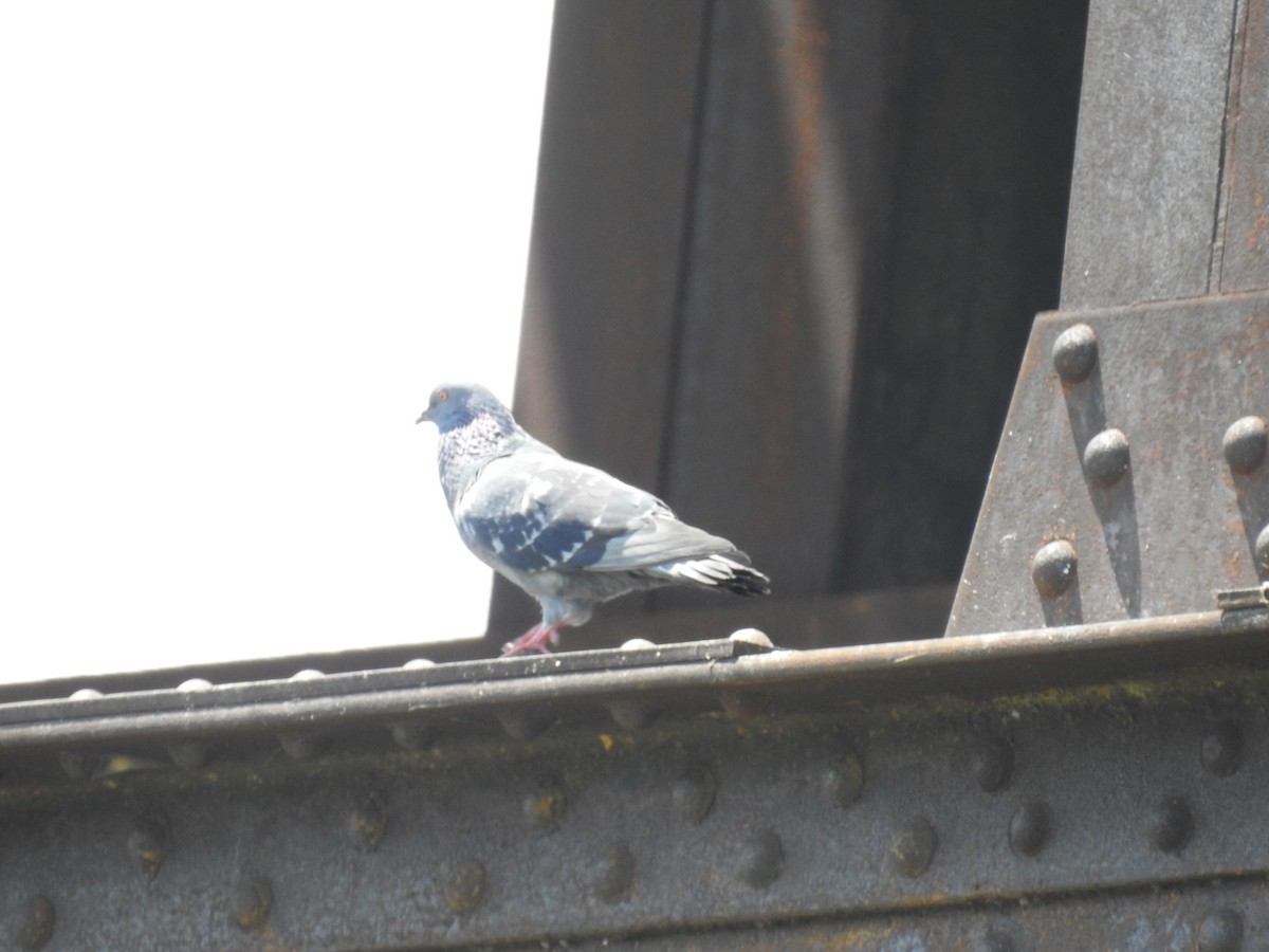 Rock Pigeon (Feral Pigeon) - ML598896381