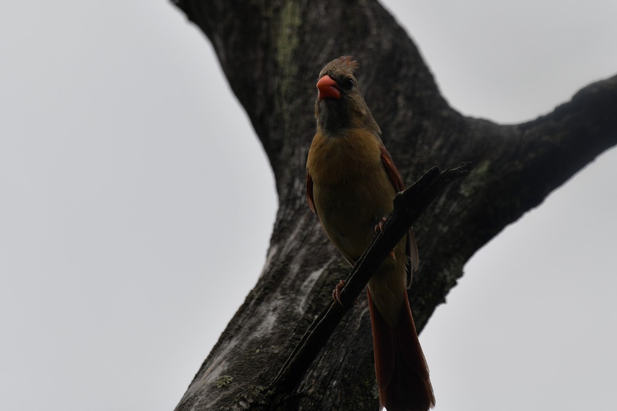 Cardinal rouge - ML598896411