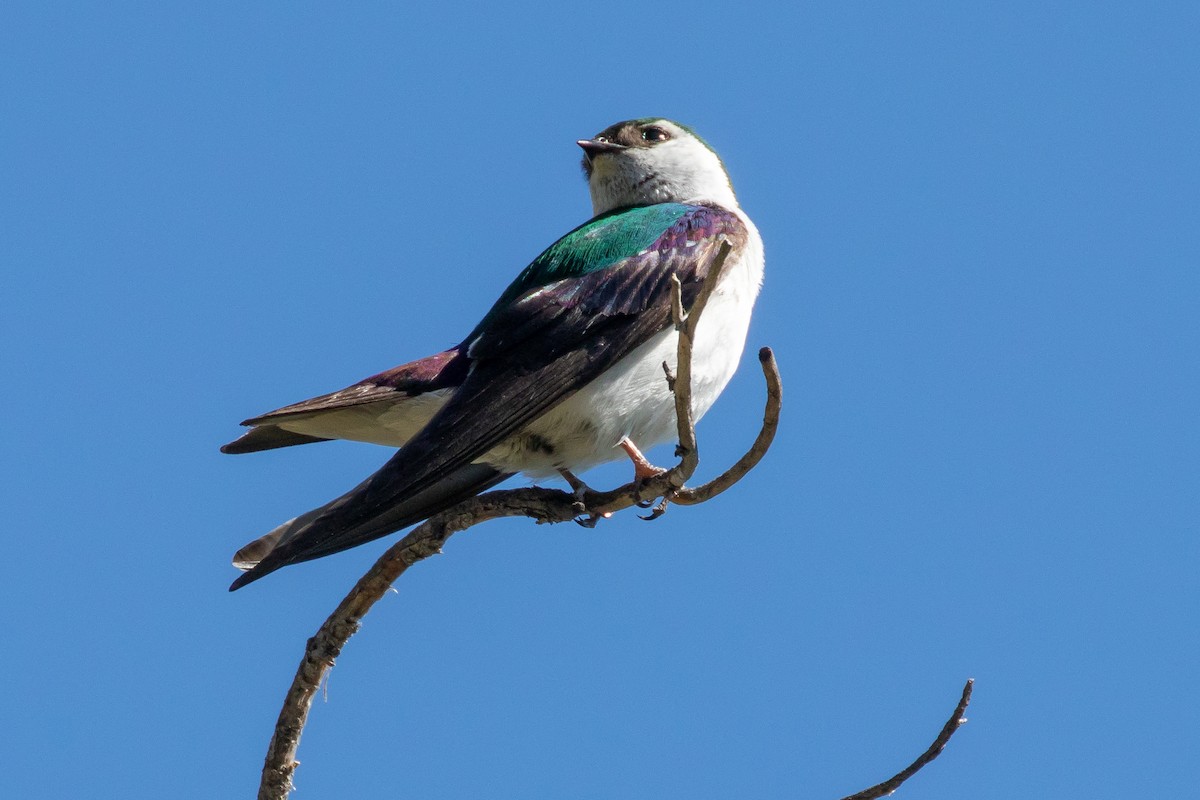 Golondrina Verdemar - ML598896511