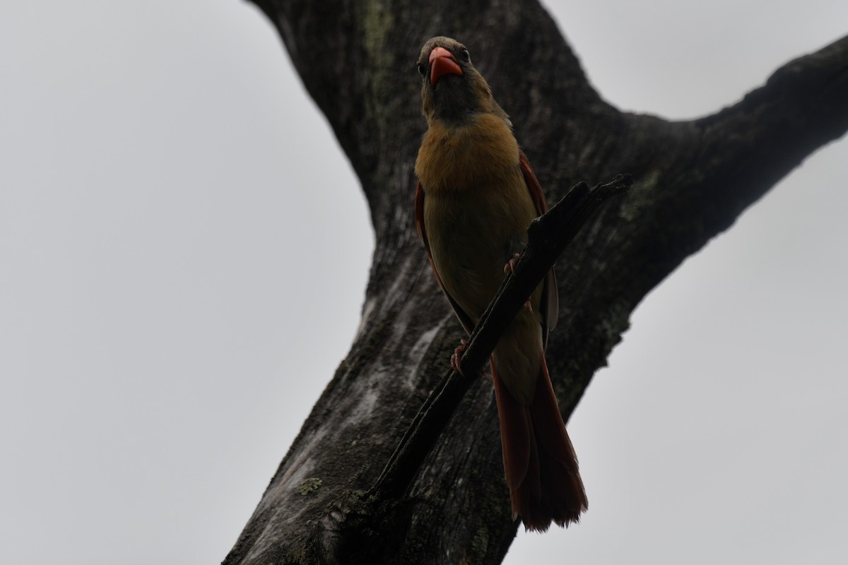 Northern Cardinal - ML598896521