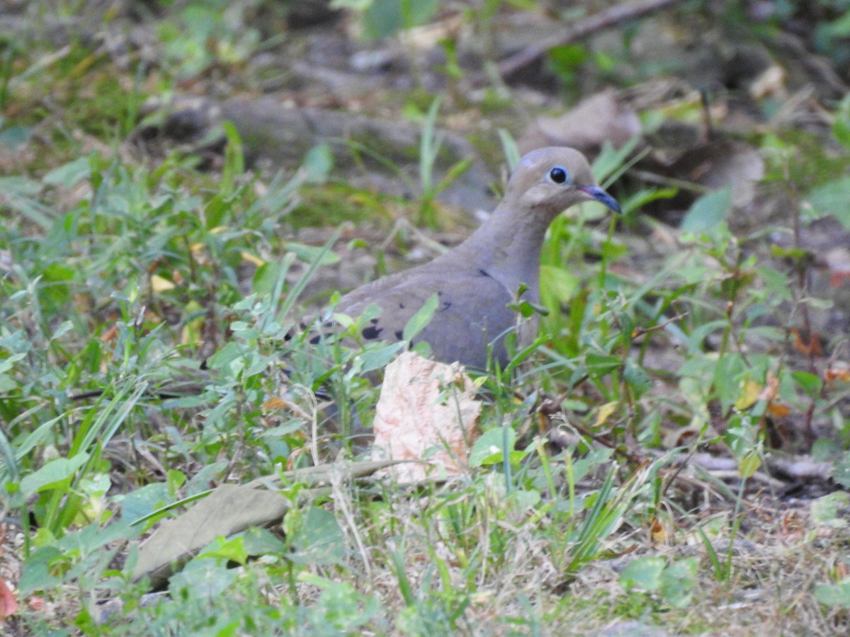 Mourning Dove - ML598896571