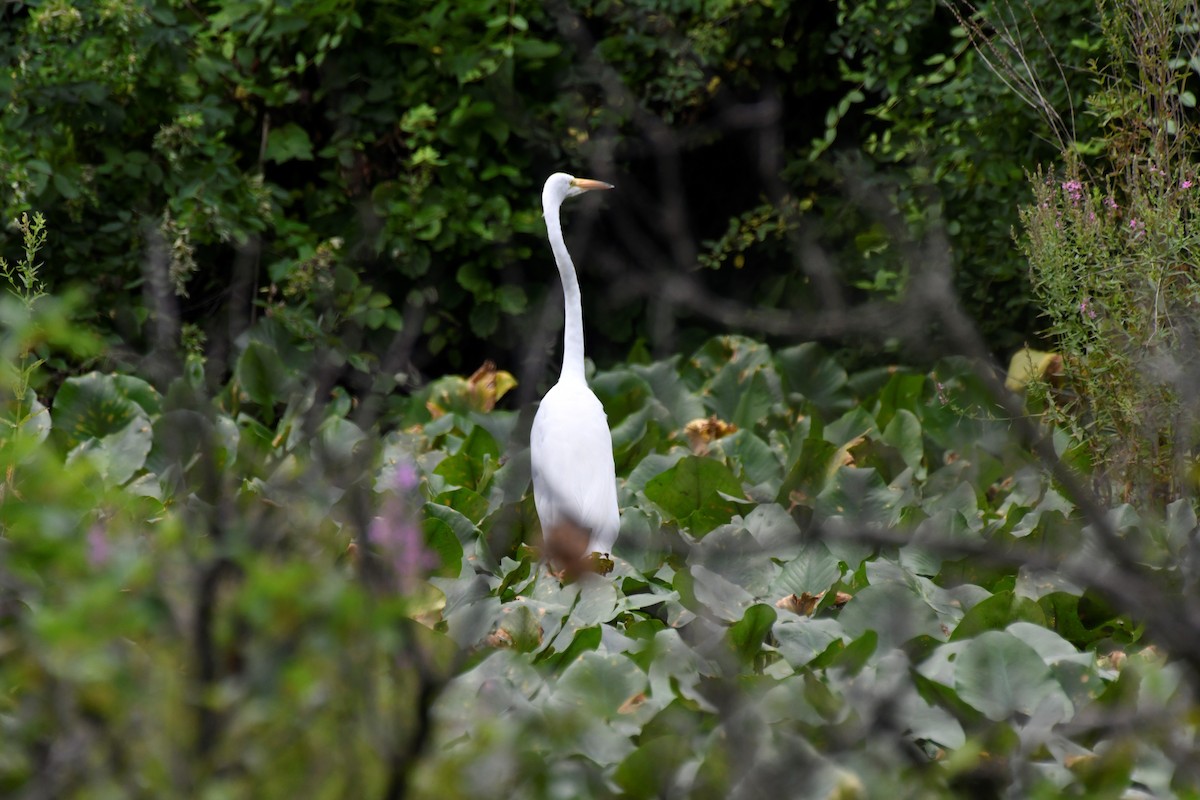 Great Egret - Kazumi Ohira