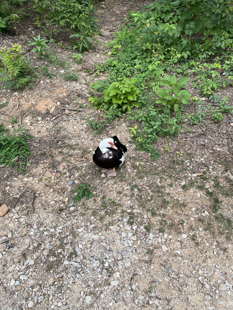 Muscovy Duck (Domestic type) - ML598897041
