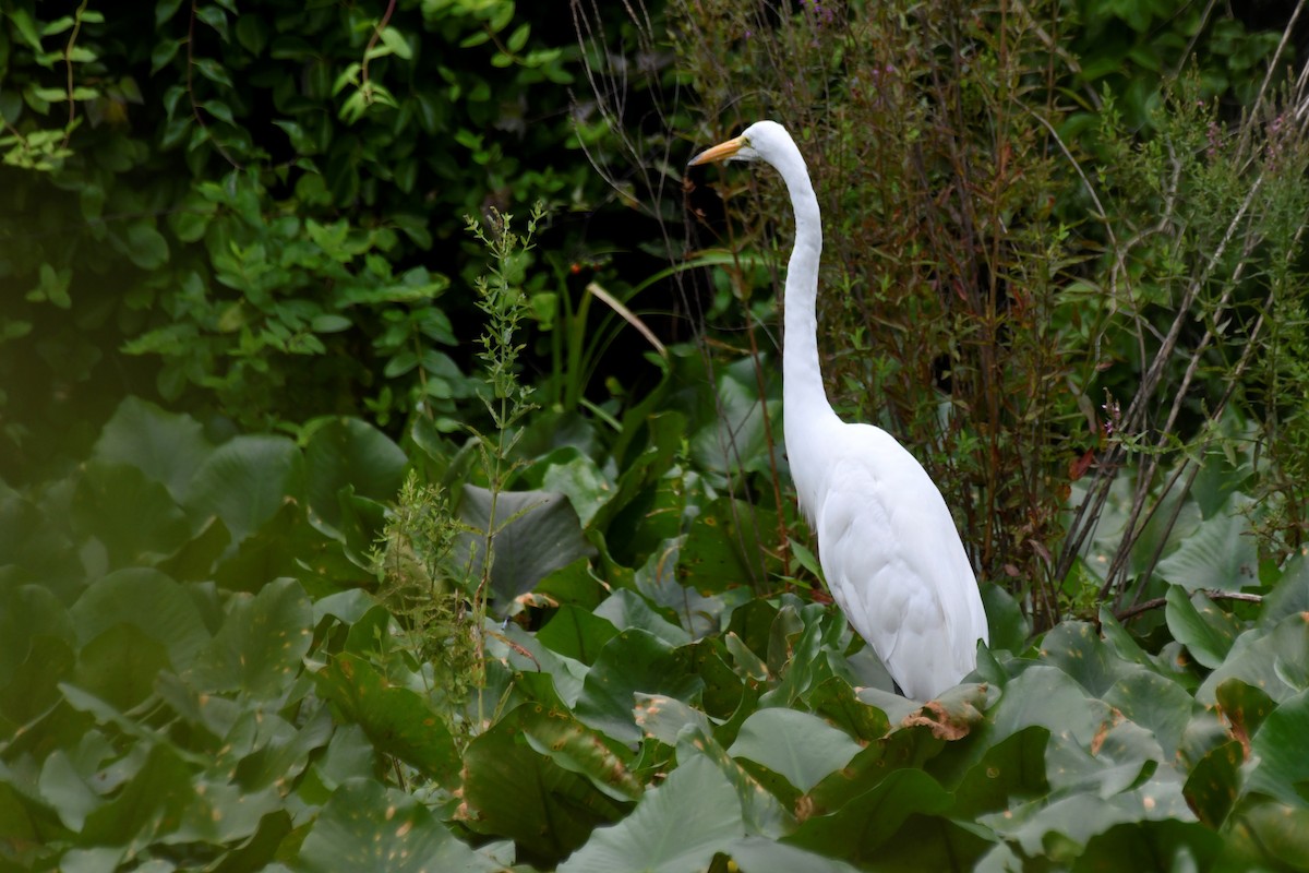 Great Egret - ML598897061