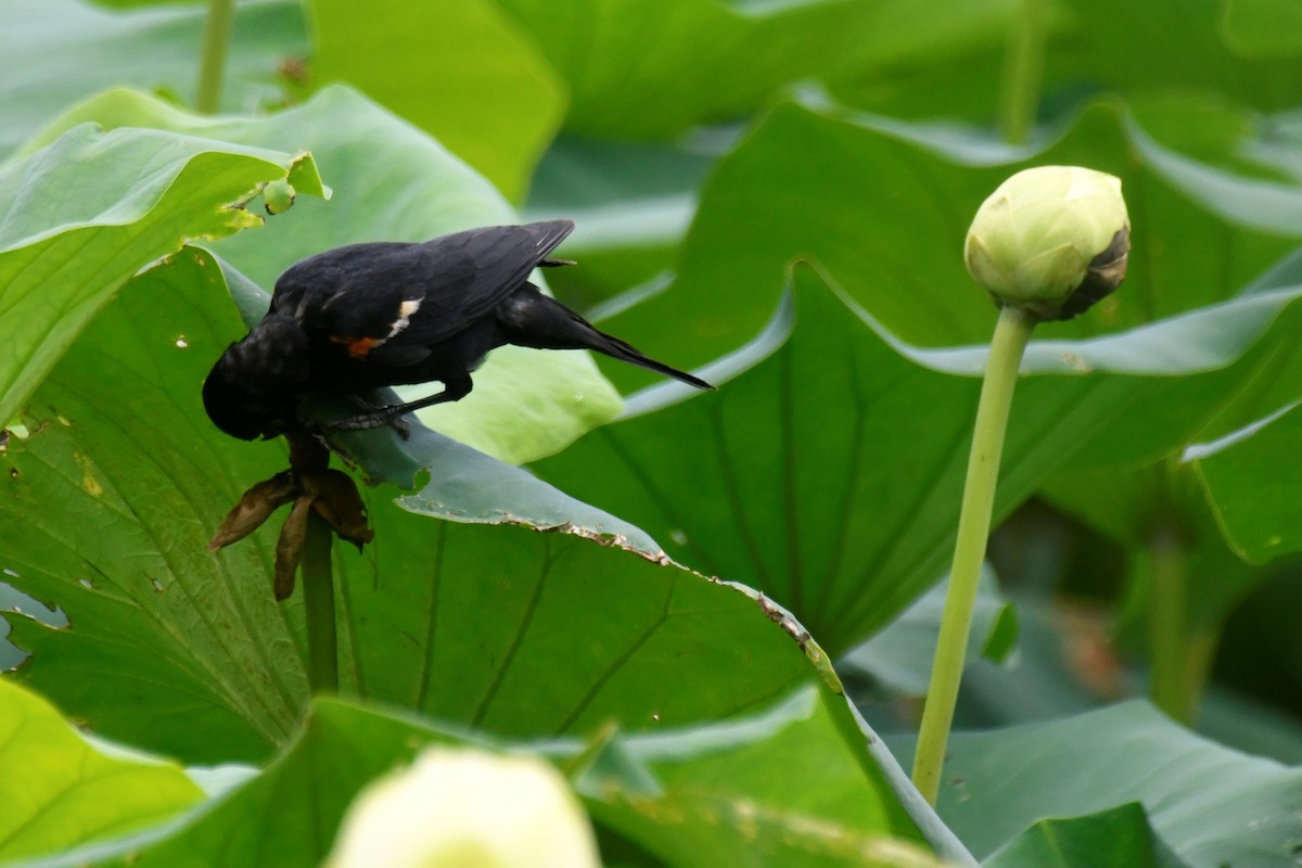 Red-winged Blackbird - ML598897261