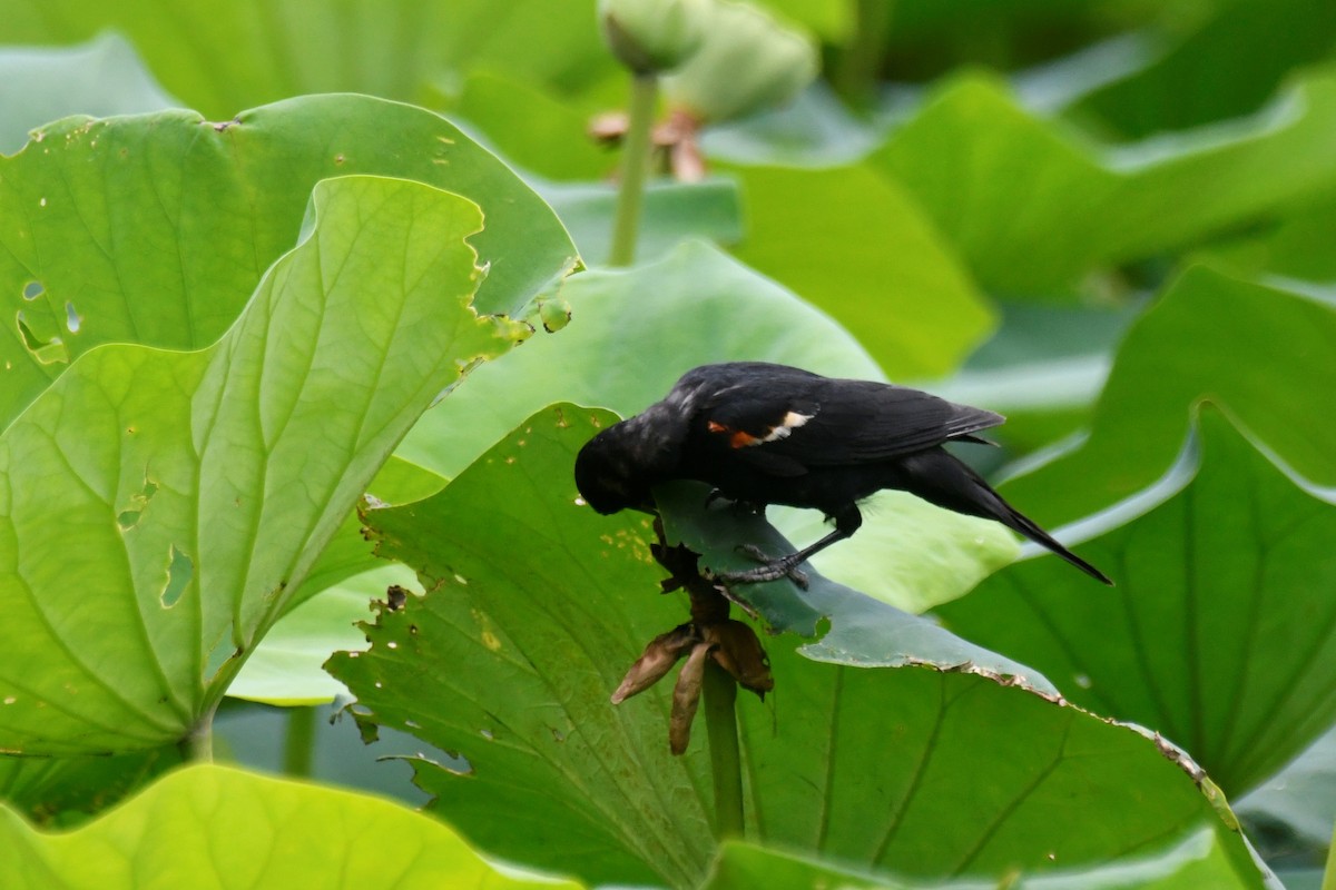 Red-winged Blackbird - ML598897351