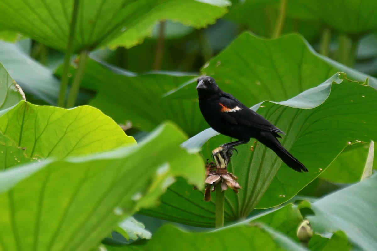 Red-winged Blackbird - ML598897451