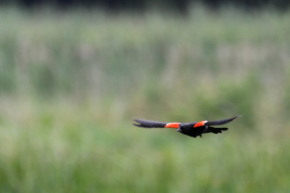 Red-winged Blackbird - Kazumi Ohira