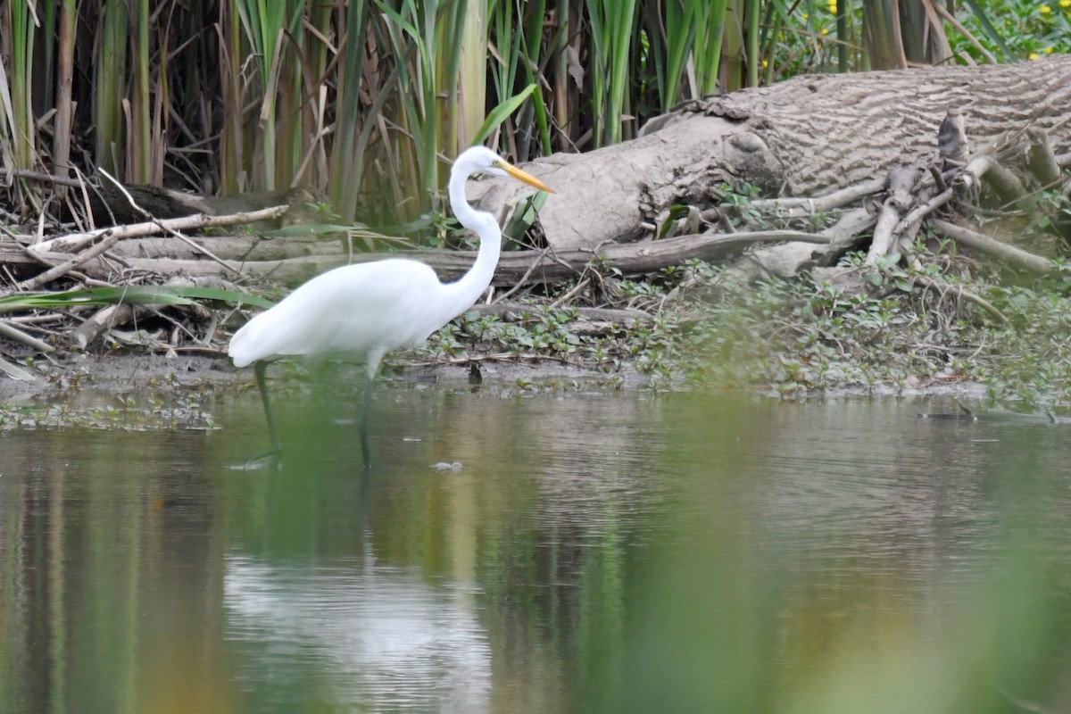 Great Egret - ML598897761