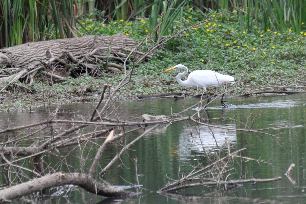 Great Egret - ML598897841