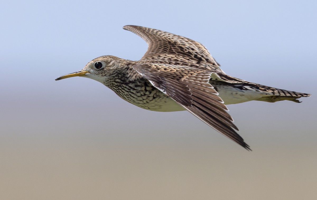 Upland Sandpiper - ML598897971