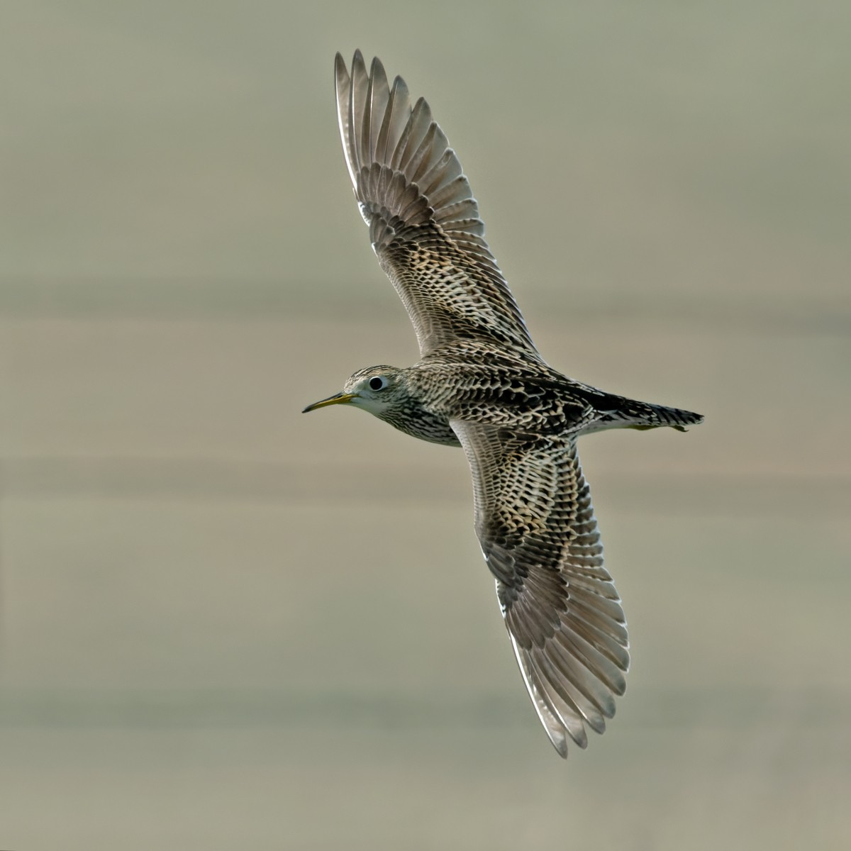 Upland Sandpiper - ML598897991