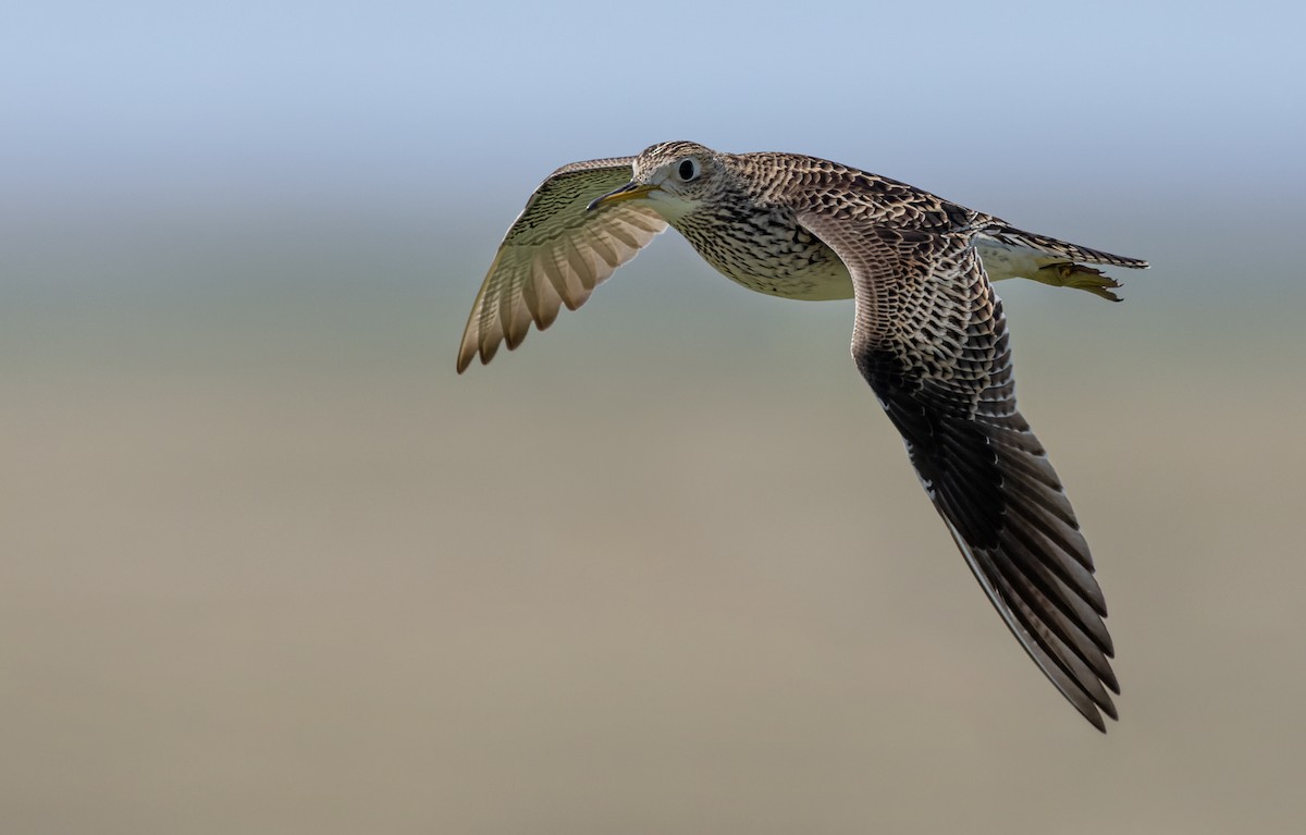 Upland Sandpiper - ML598898001