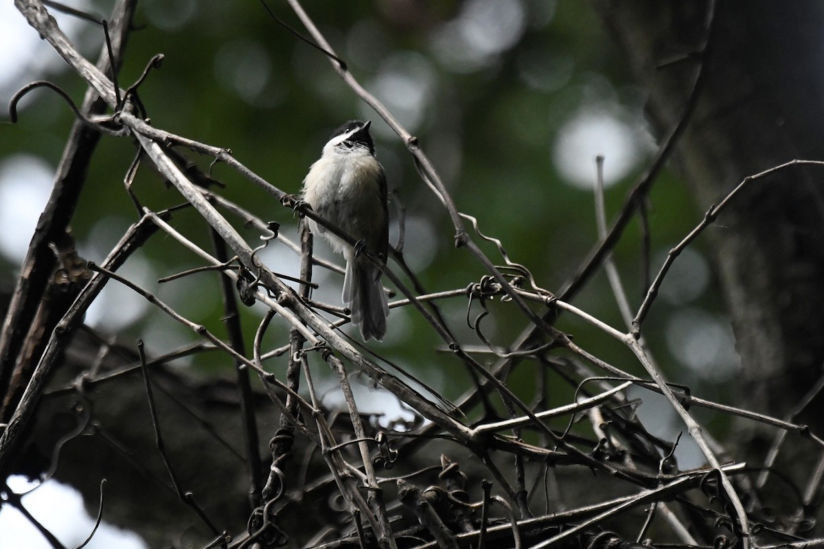 Carolina Chickadee - ML598898471