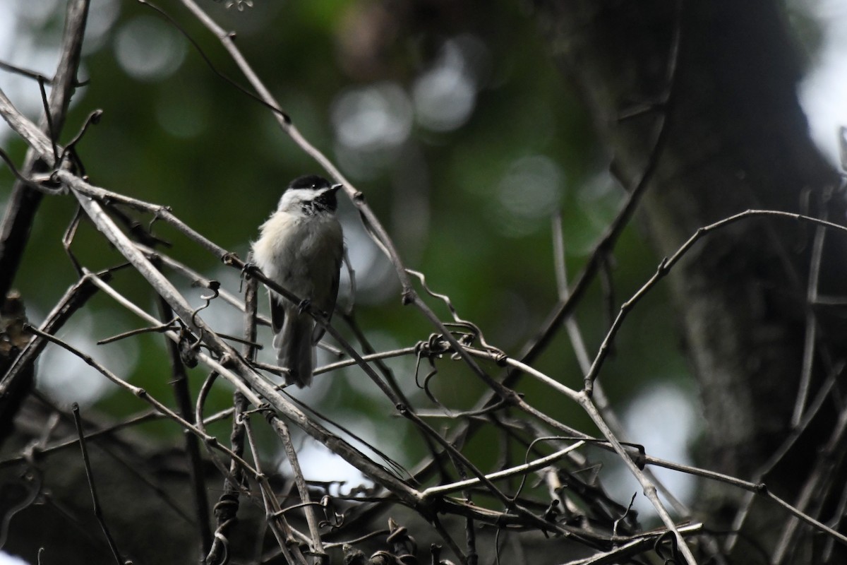 Carolina Chickadee - ML598898631