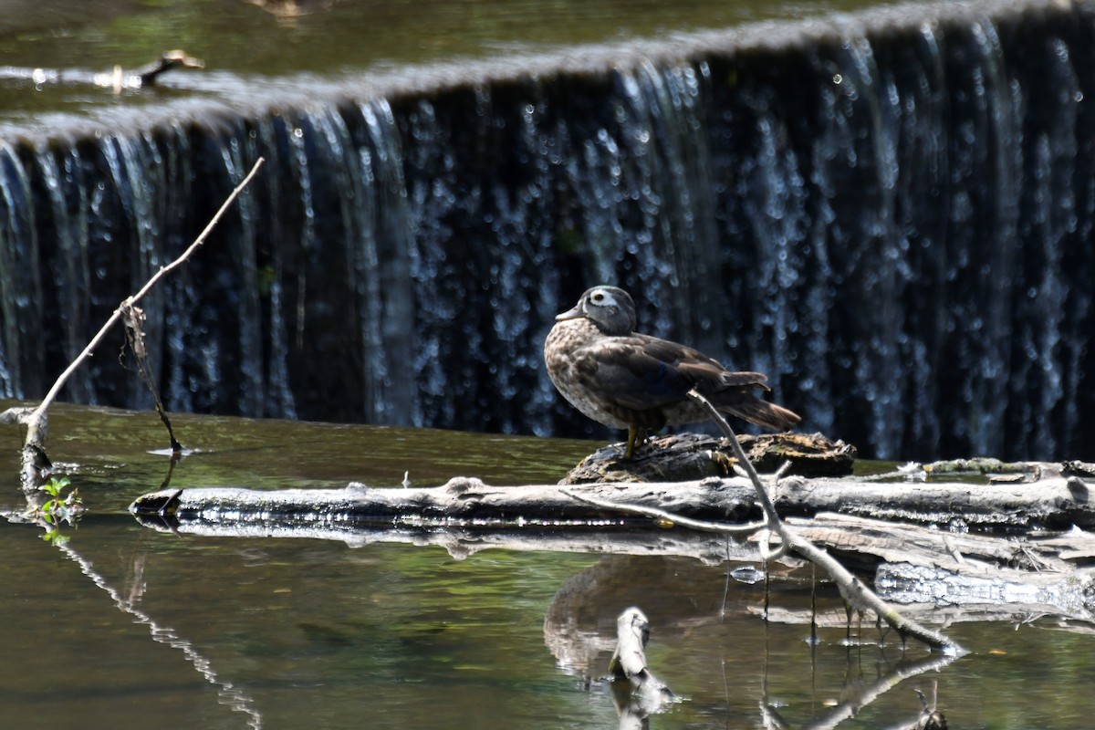 Wood Duck - ML598898991