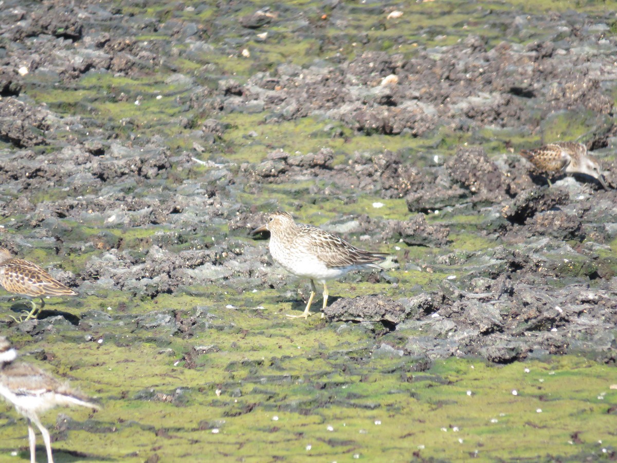 Pectoral Sandpiper - ML598899461