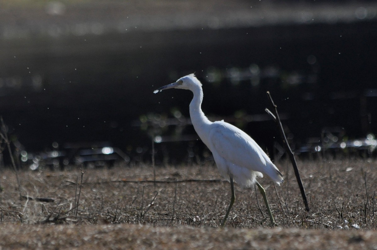 Little Blue Heron - ML598900291