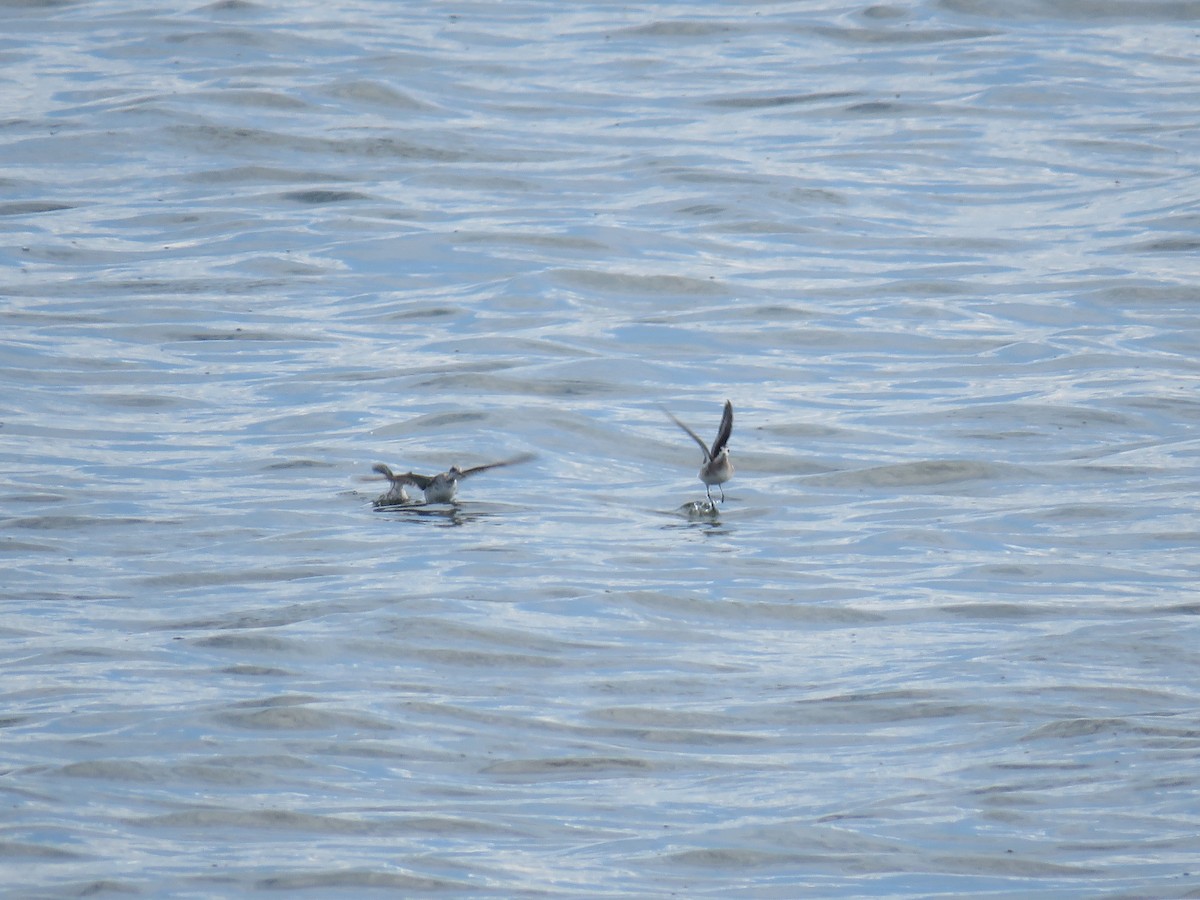 Phalarope à bec étroit - ML598900301