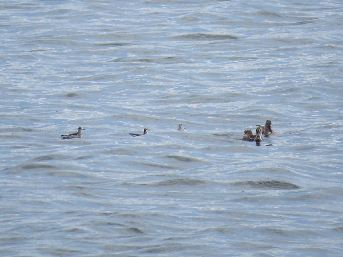 Phalarope à bec étroit - ML598900341