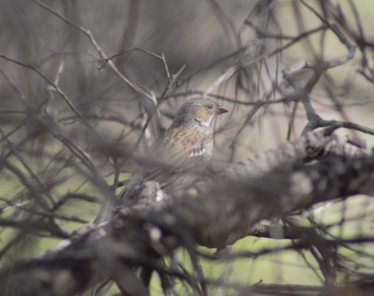 Mourning Sierra Finch - ML598900371