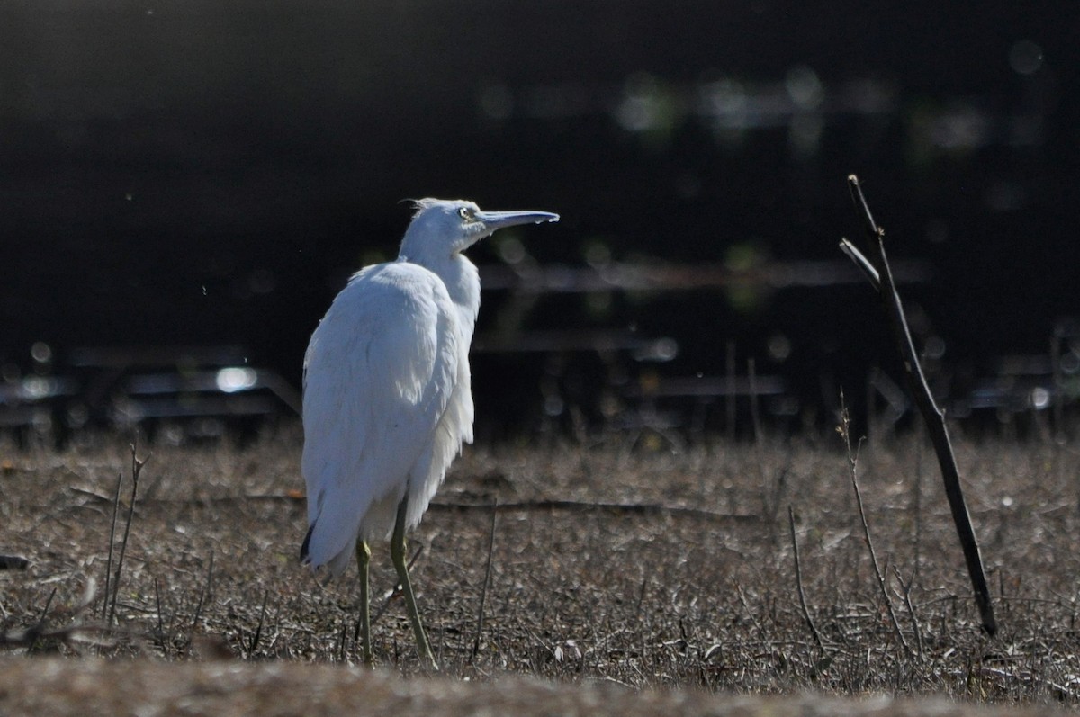 Little Blue Heron - ML598900471