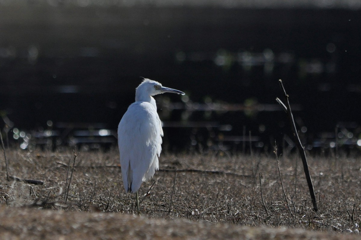 Little Blue Heron - ML598900531