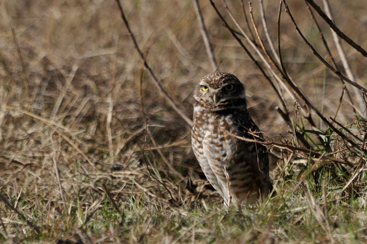 Burrowing Owl - ML598901071