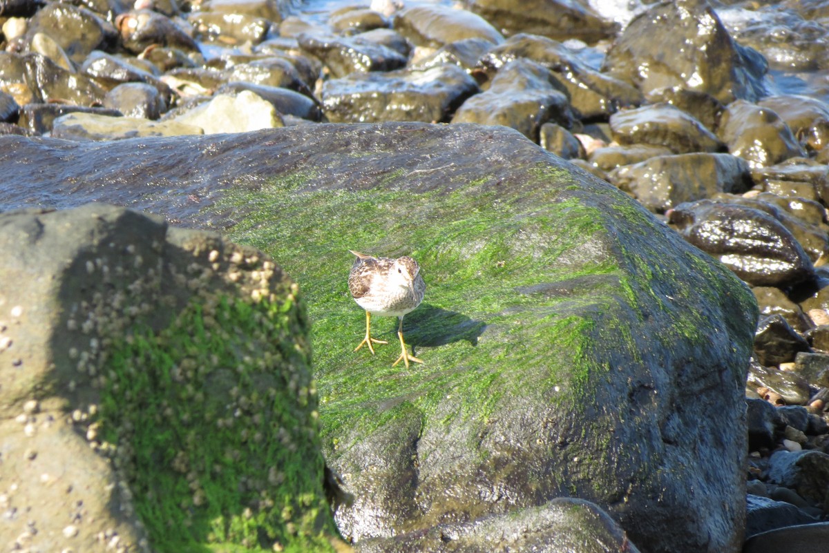 Least Sandpiper - Luis Mendes