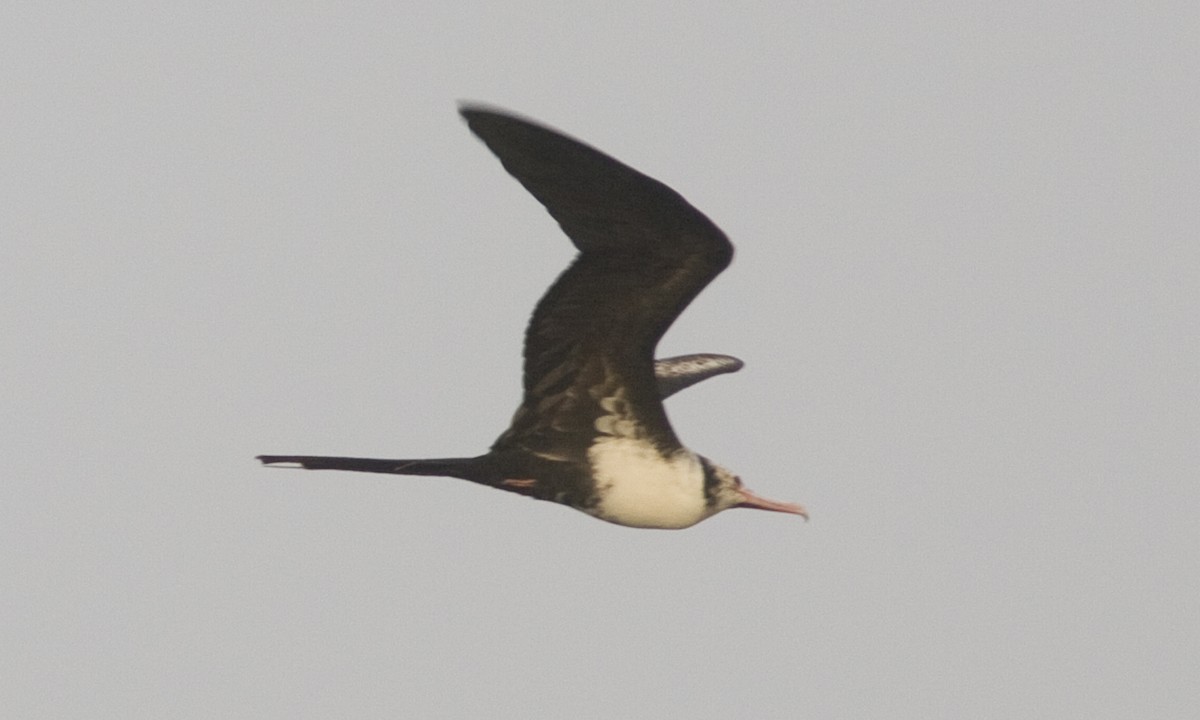 Lesser Frigatebird - ML59890161