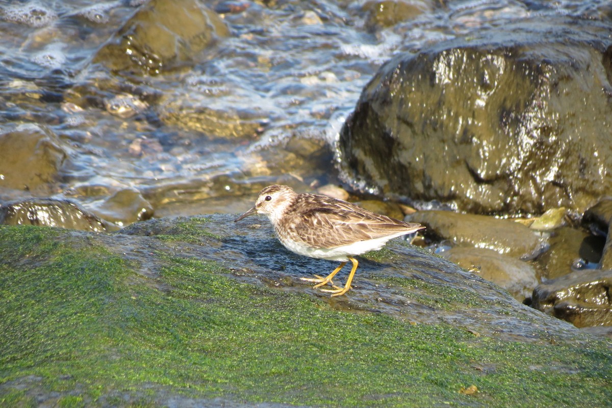 Least Sandpiper - ML598901671