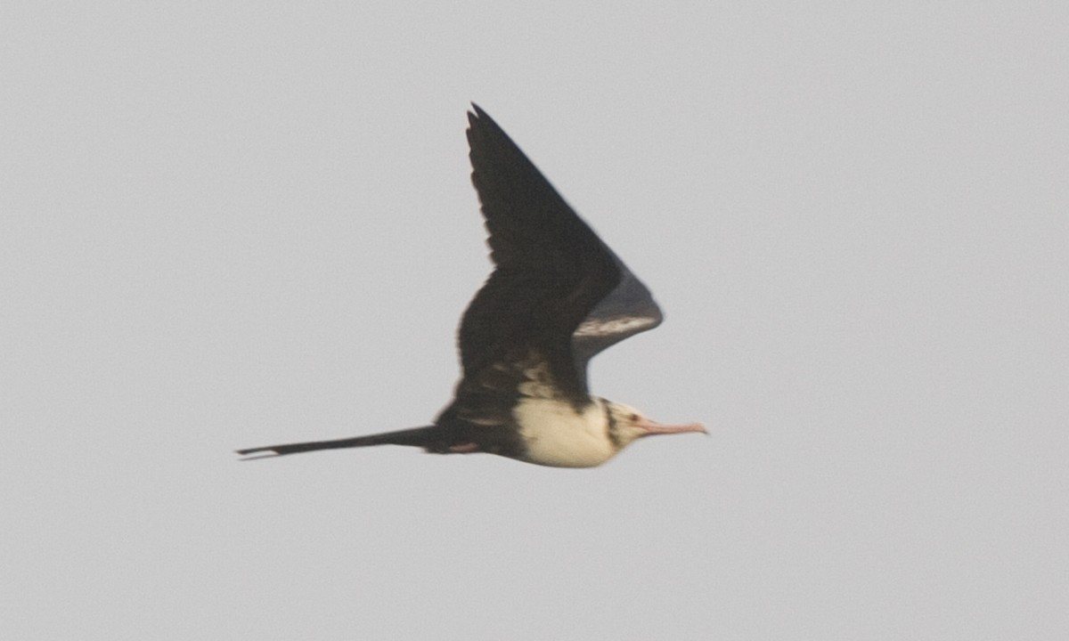 Lesser Frigatebird - ML59890171