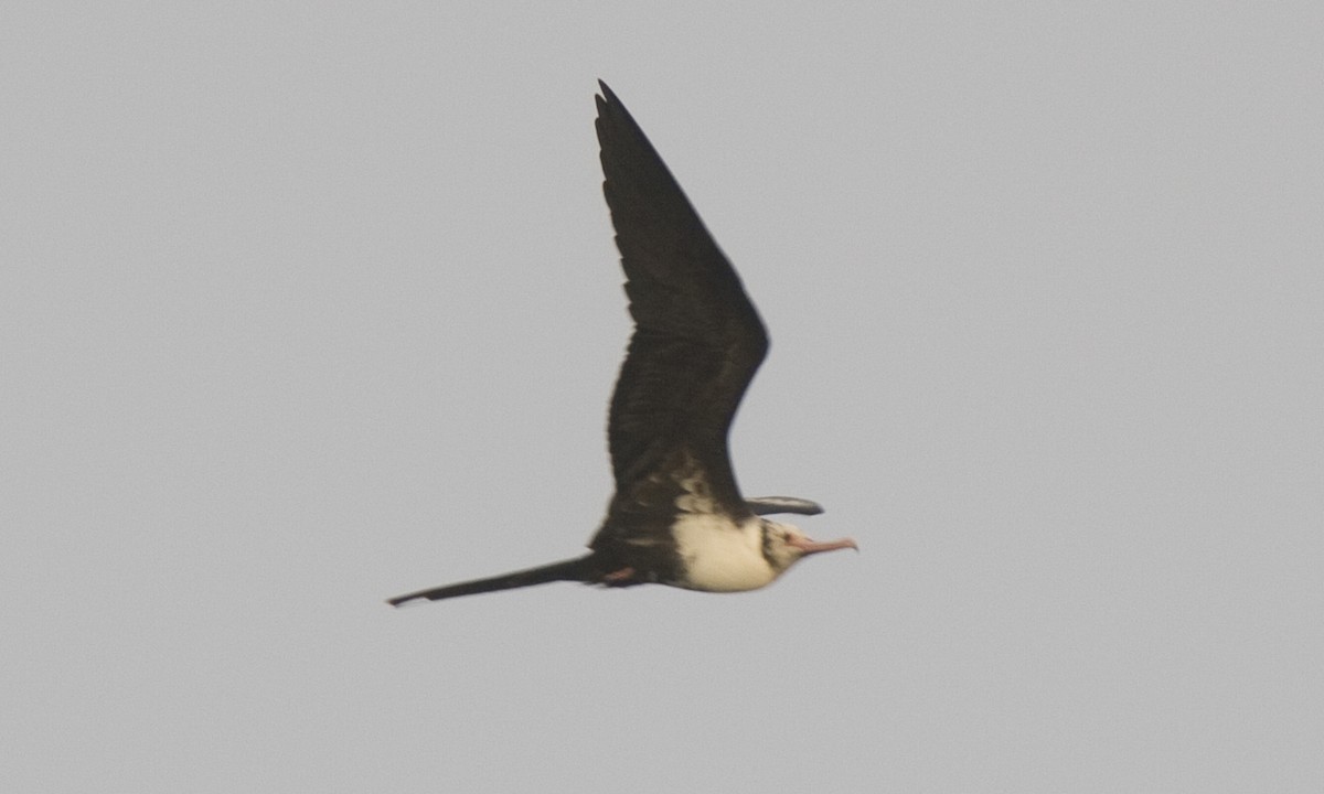 Lesser Frigatebird - ML59890181