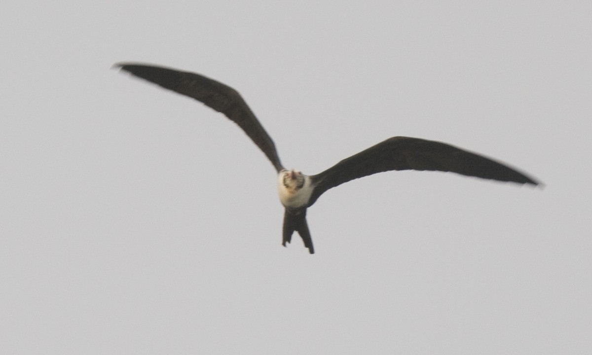 Lesser Frigatebird - ML59890191