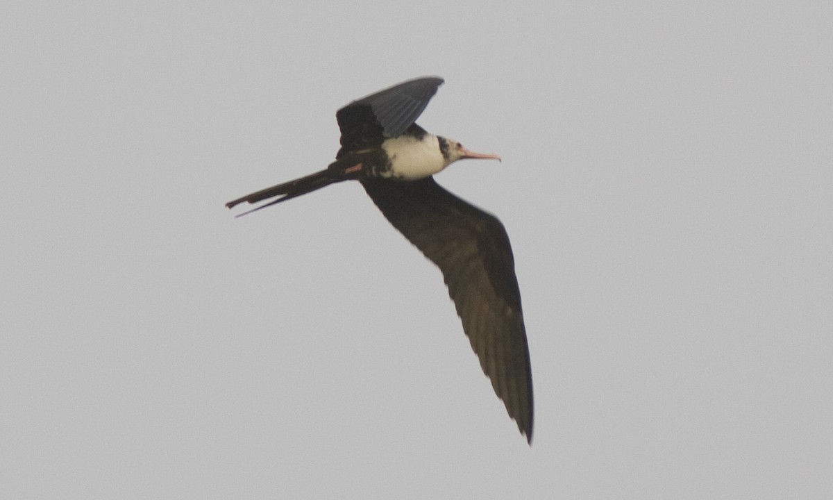 Lesser Frigatebird - ML59890201