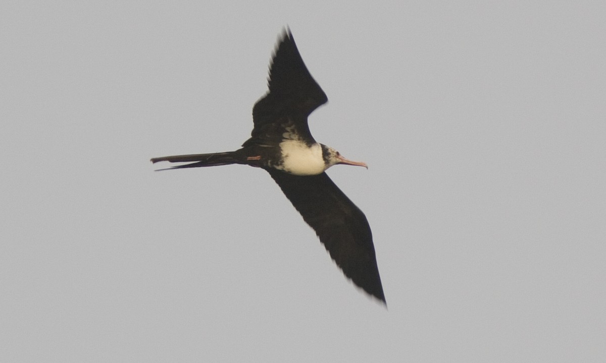 Lesser Frigatebird - ML59890211