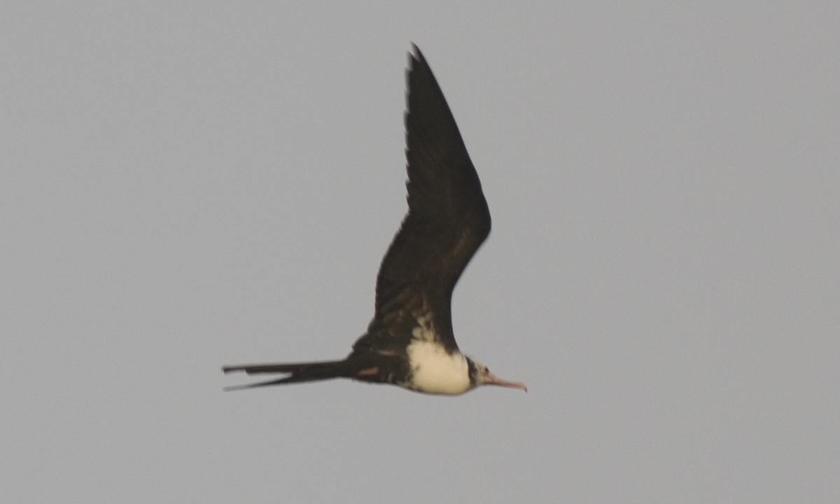 Lesser Frigatebird - ML59890221