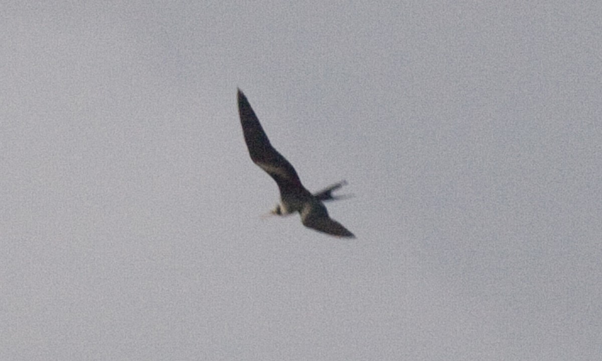 Lesser Frigatebird - ML59890231