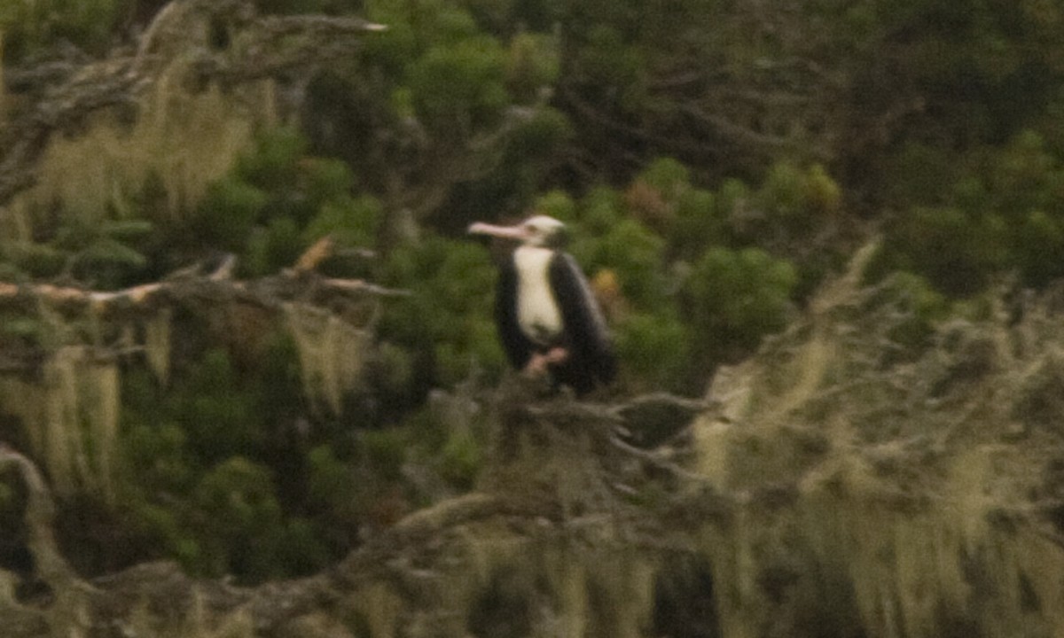 Lesser Frigatebird - ML59890241