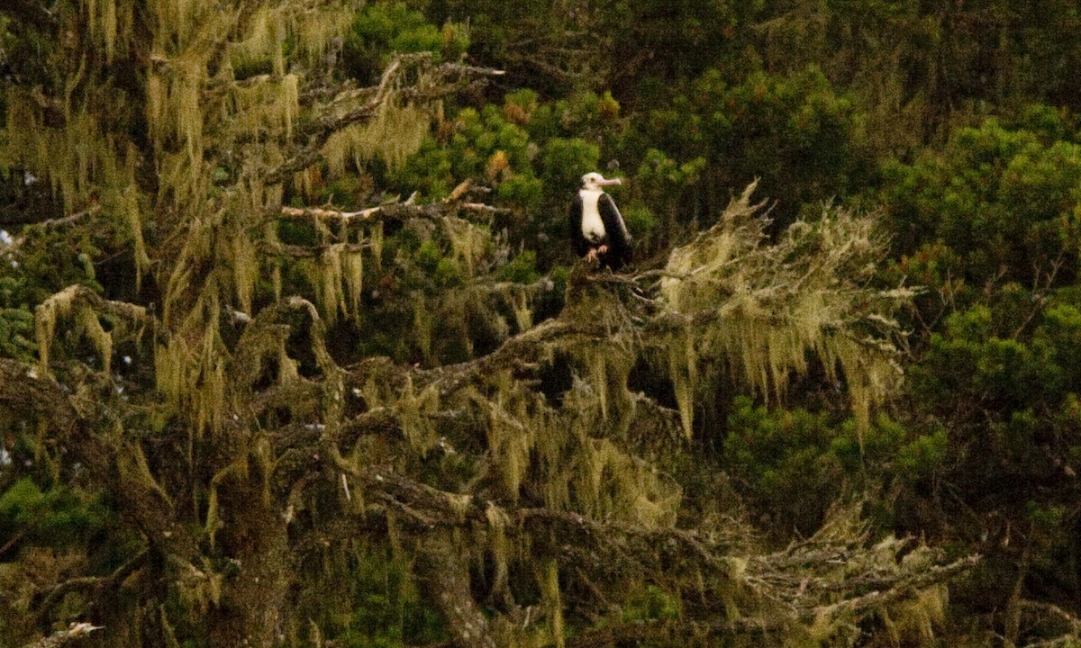 Lesser Frigatebird - ML59890251