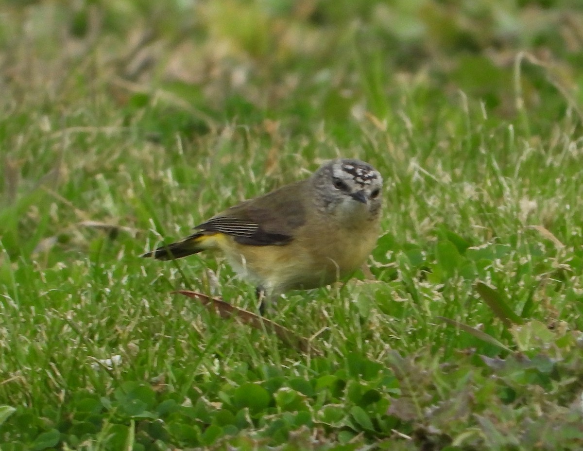 Yellow-rumped Thornbill - ML598902711