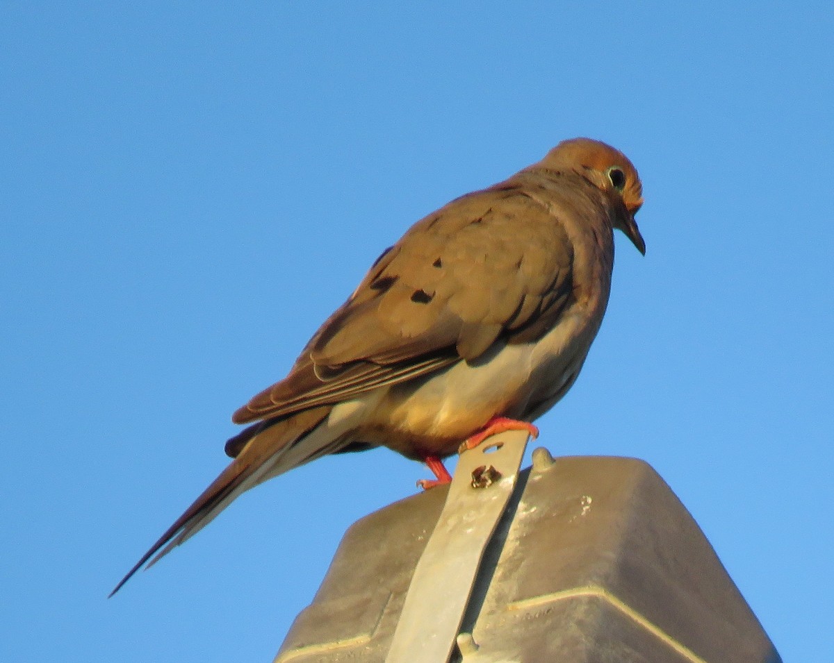 Mourning Dove - ML598903071