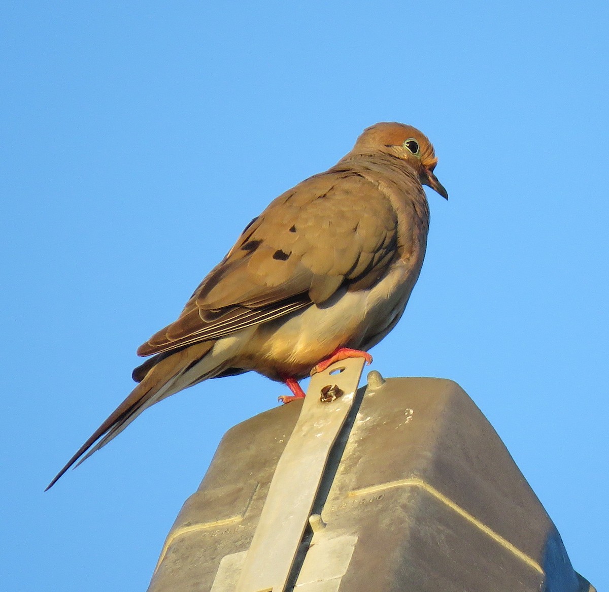 Mourning Dove - ML598903141