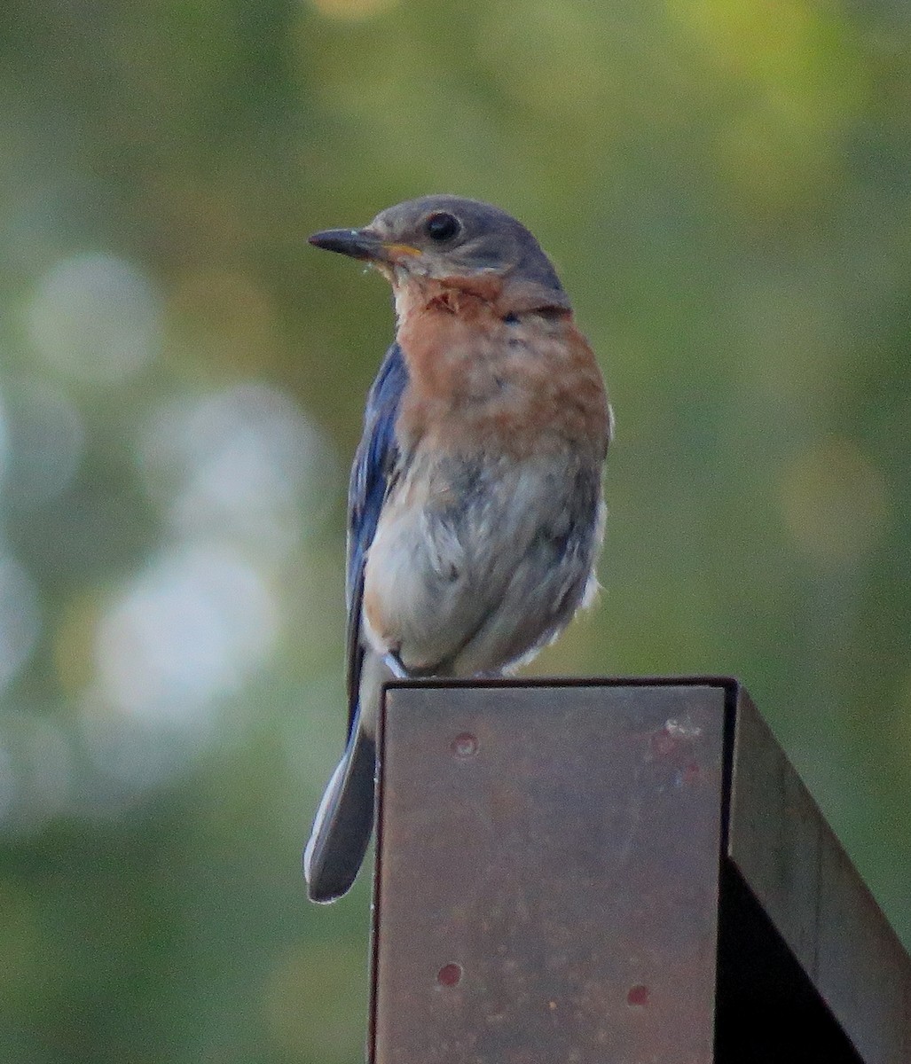 Eastern Bluebird (Eastern) - ML598903281