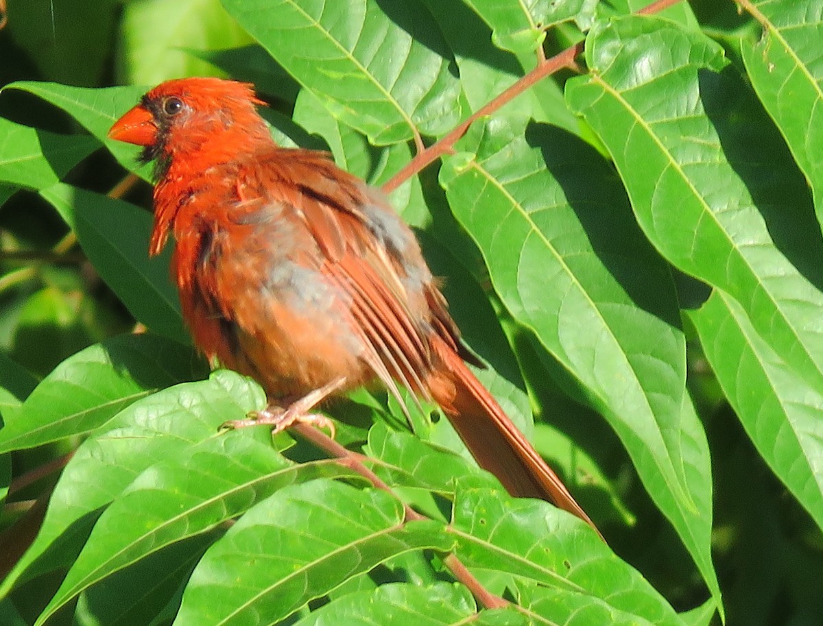 Northern Cardinal - ML598903751