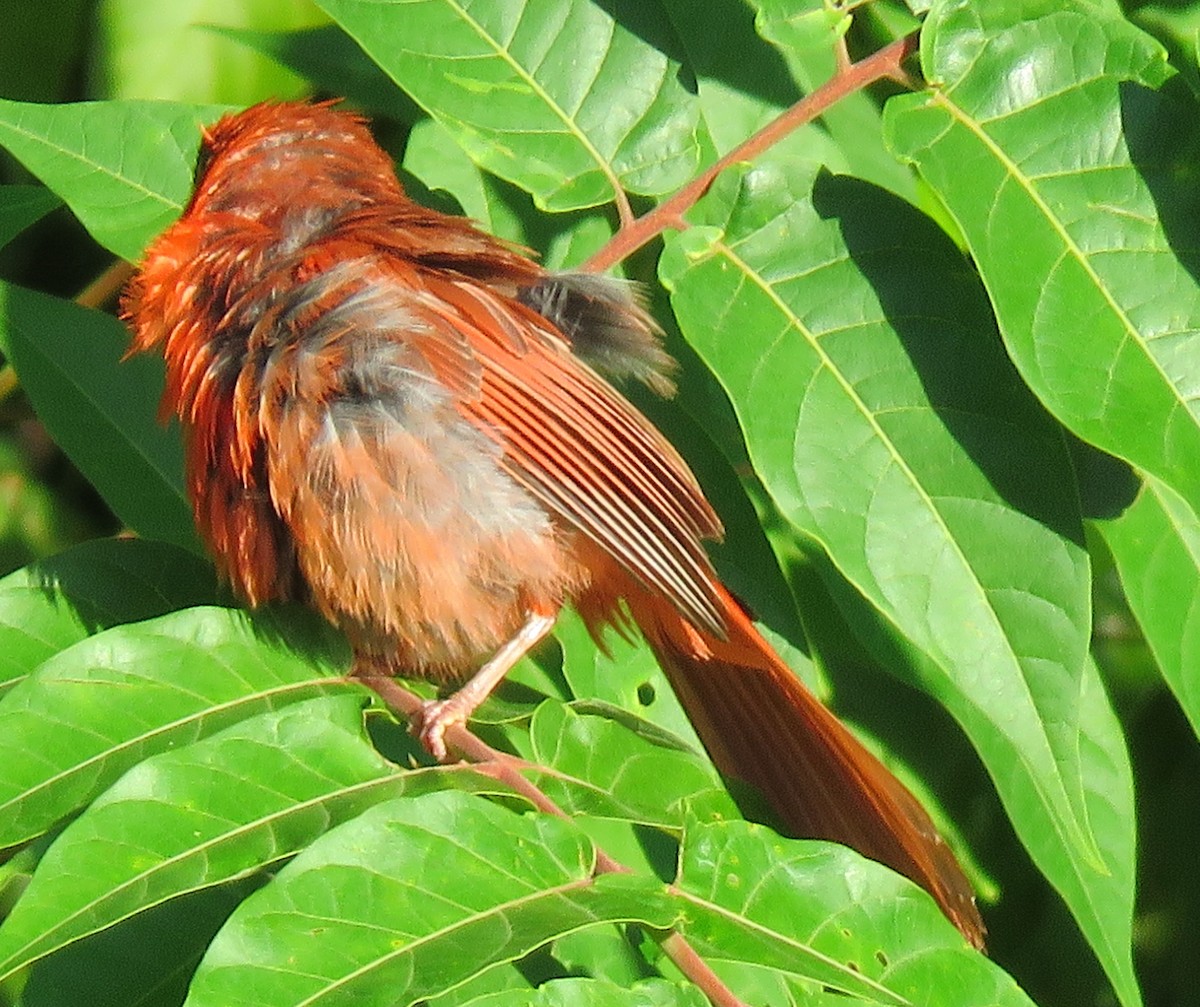 Northern Cardinal - ML598903761