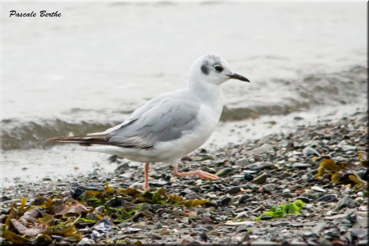 Bonaparte's Gull - Pascale Berthe