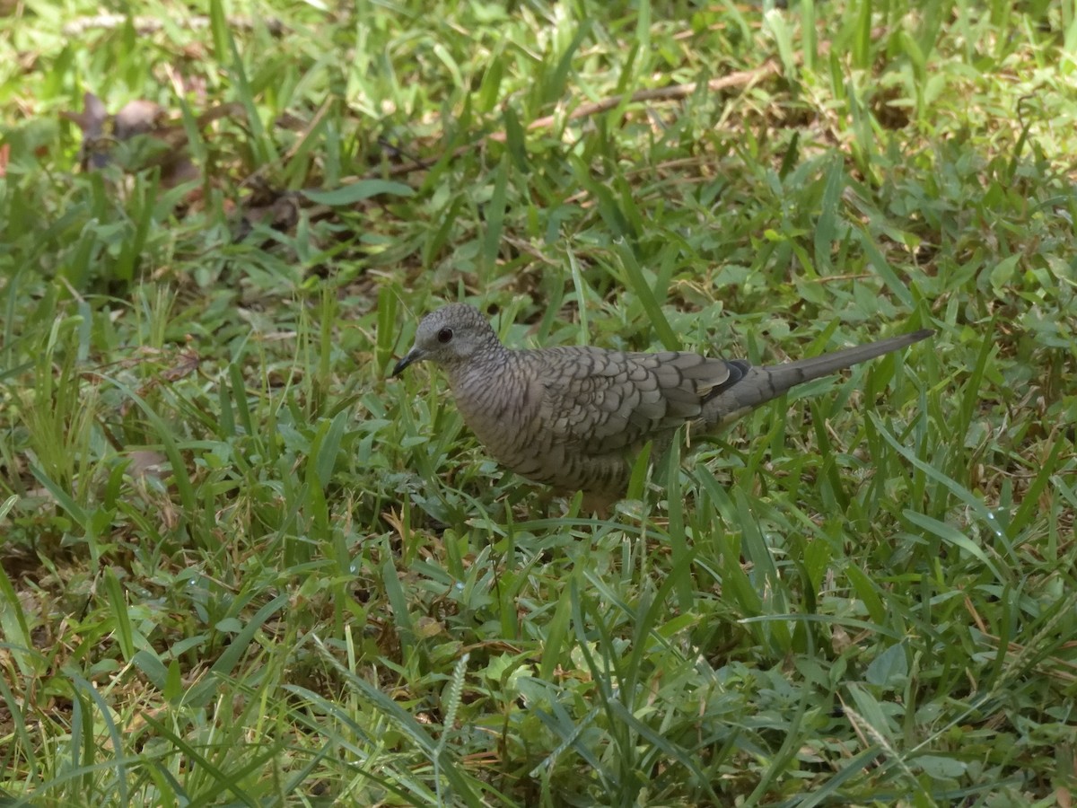 Inca Dove - Leslie Lieurance