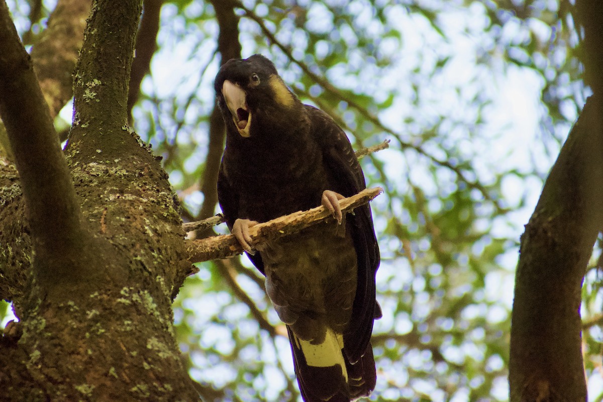 Yellow-tailed Black-Cockatoo - ML598906241