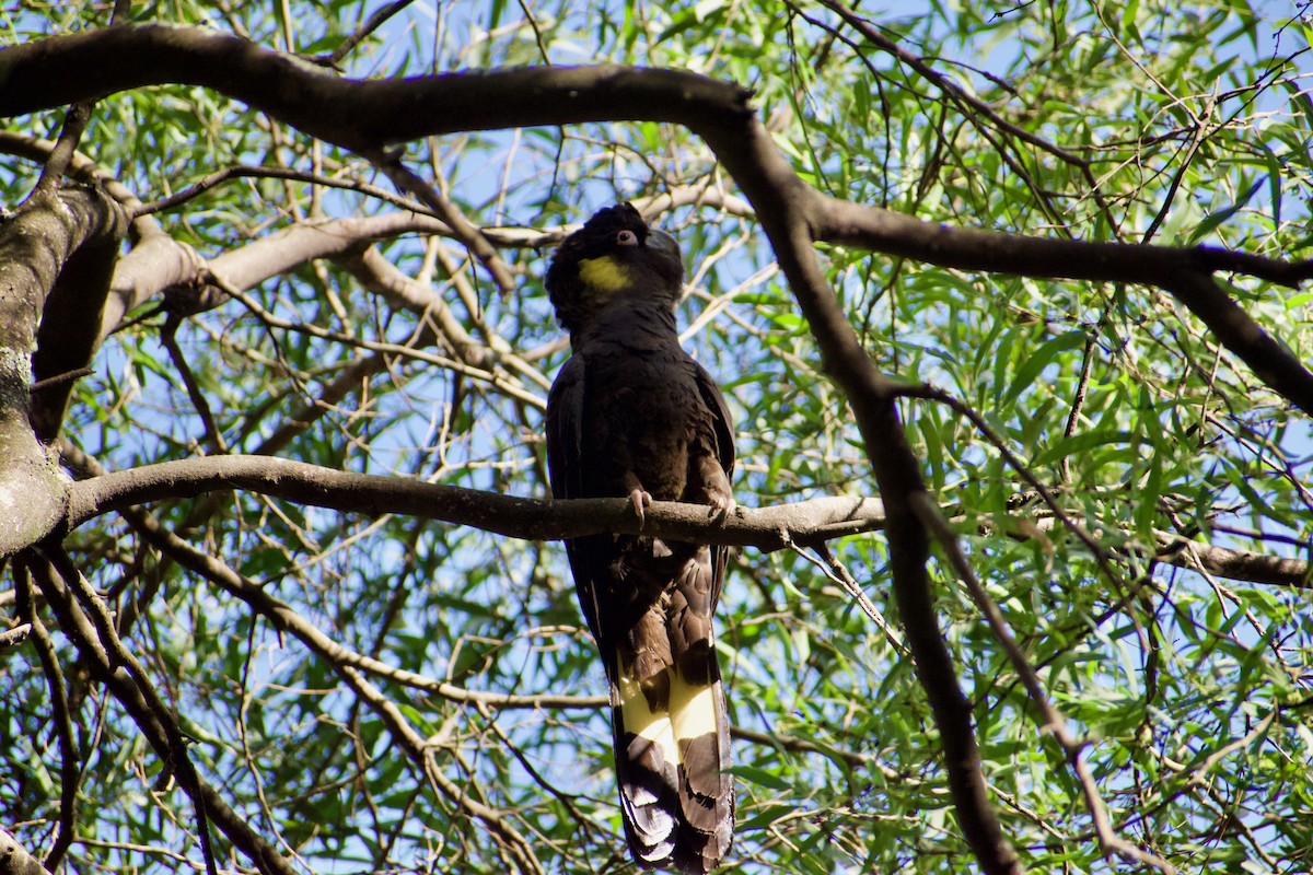 Yellow-tailed Black-Cockatoo - ML598906291